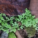 Selaginella horizontalis - Photo 由 Anaitzel Diaz 所上傳的 (c) Anaitzel Diaz，保留所有權利