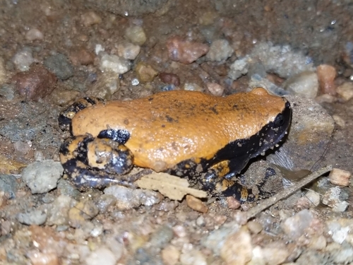 West African Rubber Frog