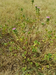 Image of Catharanthus roseus