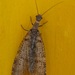 Archichauliodes diversus - Photo (c) Marcus Provis, כל הזכויות שמורות, הועלה על ידי Marcus Provis