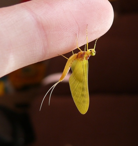Ameletopsis perscitus