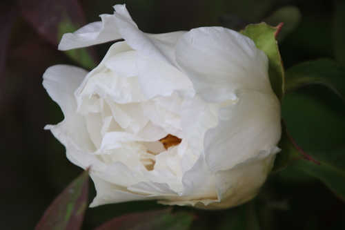 Paeonia Suffruticosa Var. Papaveracea (Paeonia rockii)