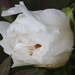 Paeonia rockii - Photo (c) sylb, all rights reserved, uploaded by sylb