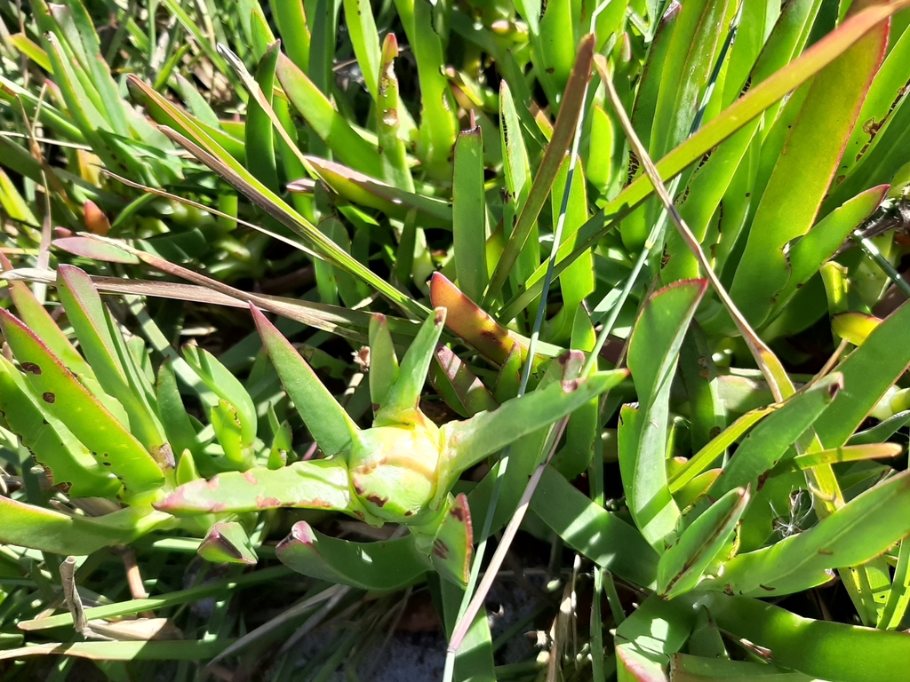 sea figs from City of Cape Town, ZAWC, ZA on May 01, 2021 at 1217 PM by · iNaturalist
