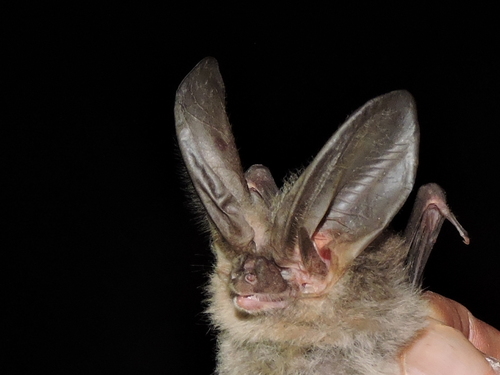 Mexican Big-eared Bat