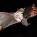 Fish-eating Bat - Photo (c) cristinamac75, all rights reserved