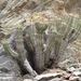 Rock Barrelwort - Photo no rights reserved, uploaded by Joseph Heymans