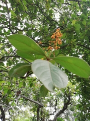 Byrsonima crassifolia image