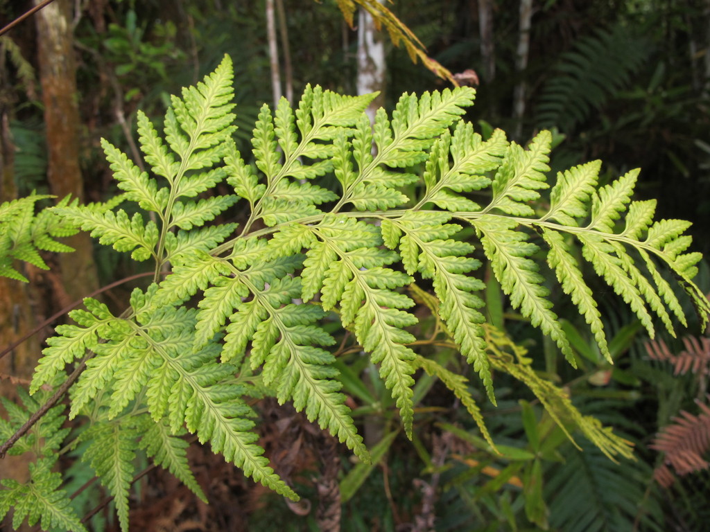Leatherleaf fern