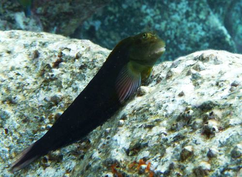 East Atlantic Redlip Blenny