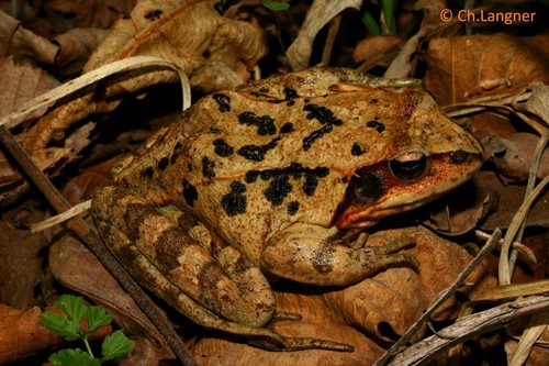 Dybowski's Frog