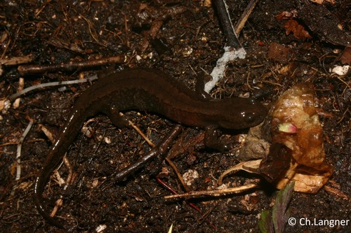 Three-toed Salamander