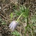 Dahurian Pasqueflower - Photo (c) Christian Langner, all rights reserved, uploaded by Christian Langner