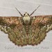 Lophophelma erionoma - Photo (c) Roger C. Kendrick, todos los derechos reservados, subido por Roger C. Kendrick