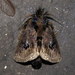Squamosa ocellata - Photo (c) Jatishwor Irungbam，保留所有權利