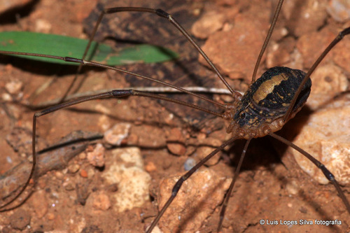 Cosmobunus granarius