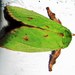 Green Rice Moth - Photo (c) Jatishwor Irungbam, all rights reserved