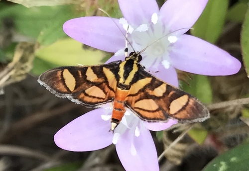 Orange-spotted Flower Moth