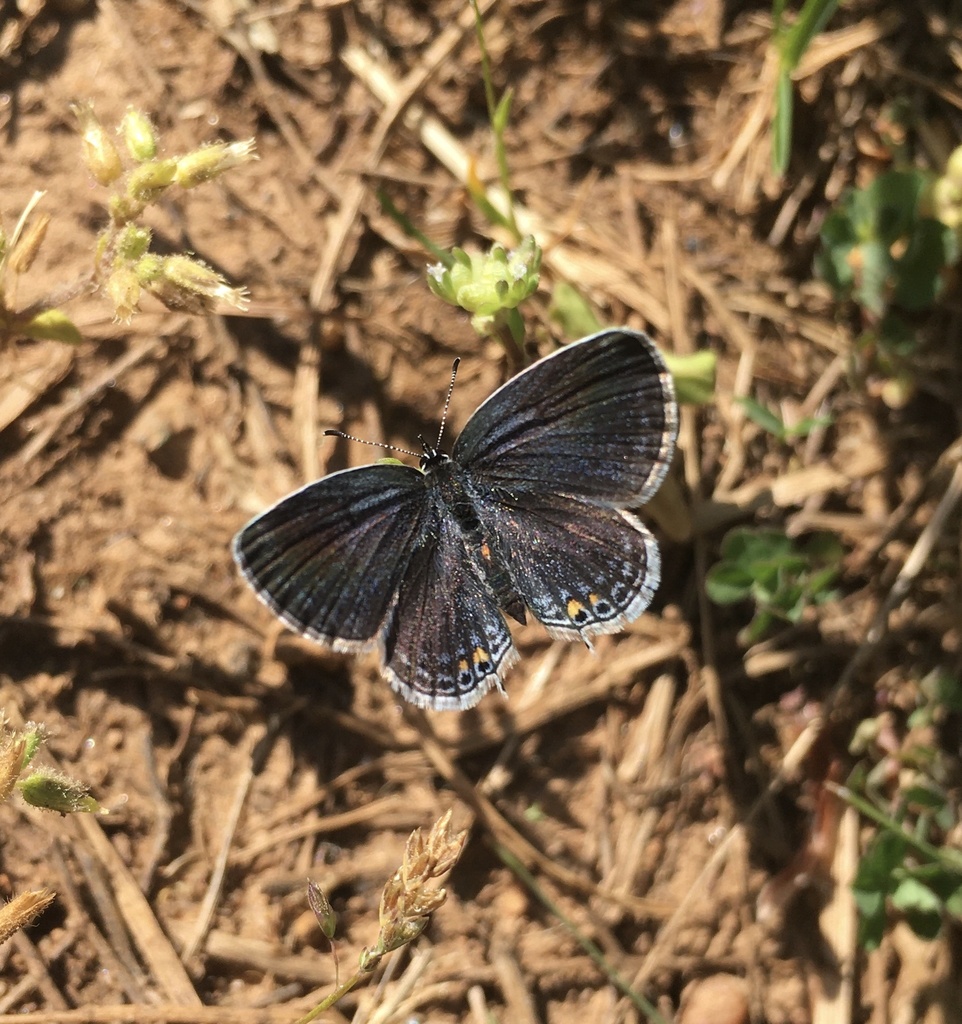 Eastern Tailed-Blue (Cupido comyntas) · iNaturalist, image size:962x1024