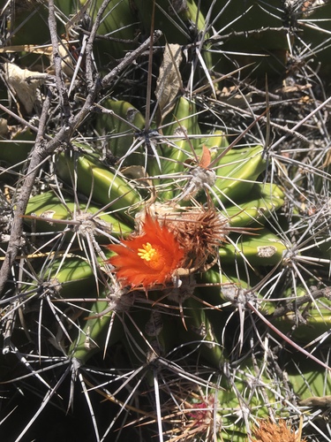 Ferocactus flavovirens