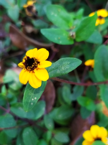 Zinnia maritima