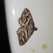 Mimoclystia explanata - Photo 由 Rion Cuthill 所上傳的 (c) Rion Cuthill，保留所有權利