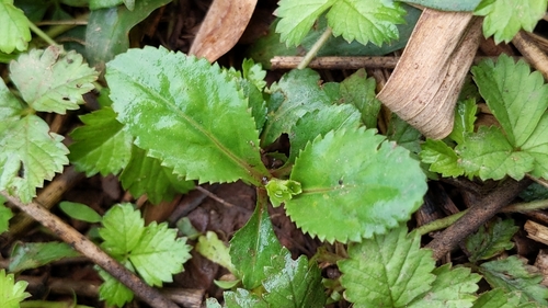Duckbill Lindernia