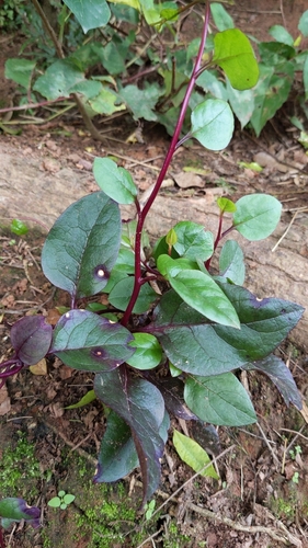 Malabar spinach