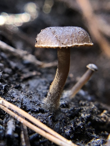 iNaturalist observation photo of Charcoal Domecap