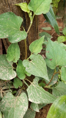 Chameleon Plant