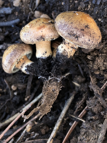 iNaturalist observation photo of Bonfire Scalycap