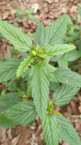 three-lobe false mallow