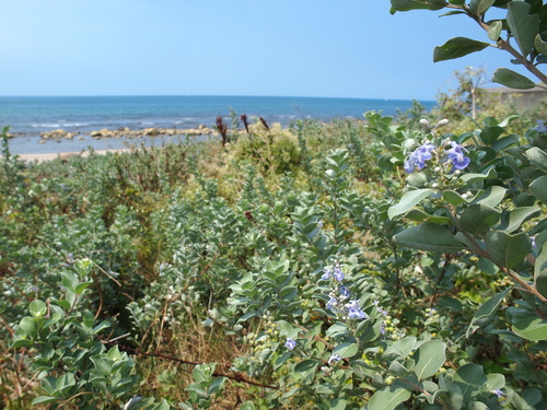 Beach Vitex