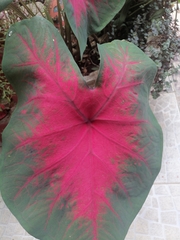 Caladium bicolor image