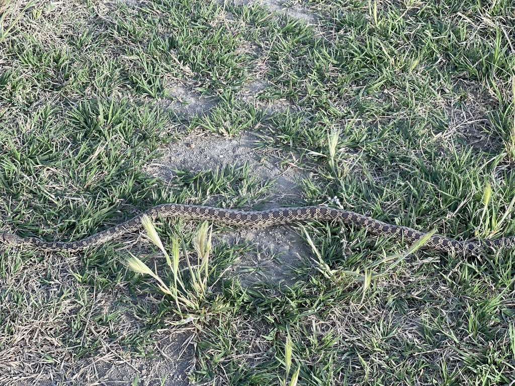 Gopher Snake from Yakima Valley Hwy, Zillah, WA, US on May 01, 2021 at ...