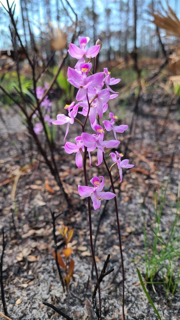 Calopogon multiflorus - Wikipedia