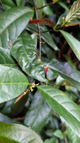 Chinese croton