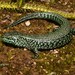 Montane Alligator Lizard - Photo (c) Christian Langner, all rights reserved, uploaded by Christian Langner