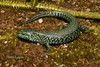 Montane Alligator Lizard - Photo (c) Christian Langner, all rights reserved, uploaded by Christian Langner