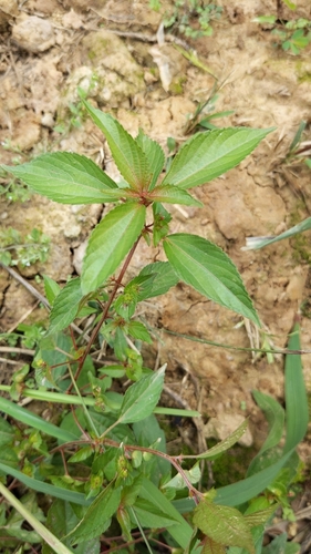 Asian Copperleaf