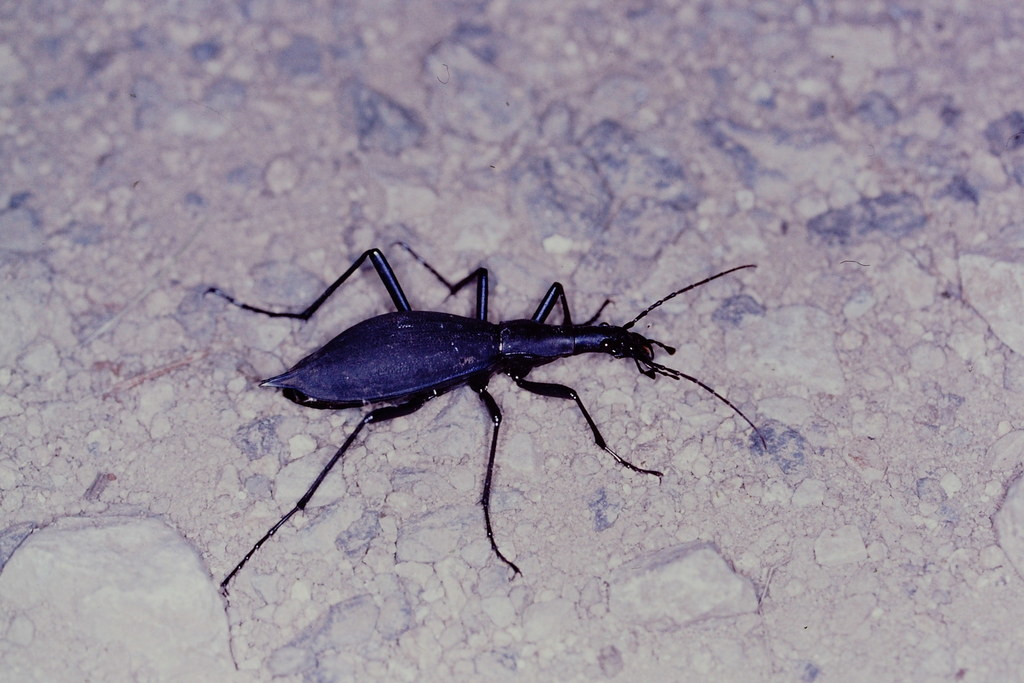 Japanese Snail-eating Beetle (Subspecies Carabus blaptoides