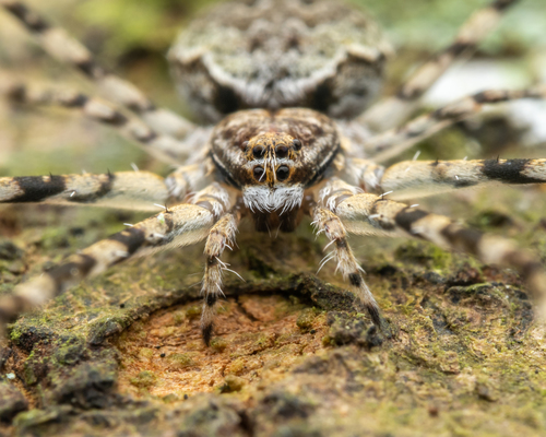 Typical Two-tailed Spiders