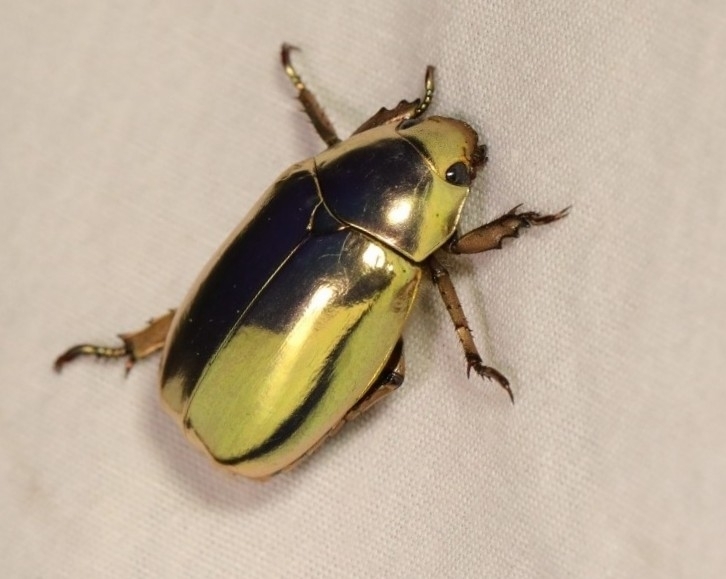 Jewel Scarabs (Genus Chrysina) · iNaturalist