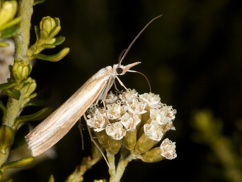 Orocrambus vittellus Doubleday, 1943
