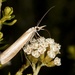 Common Grass Moth - Photo (c) chrismorse, all rights reserved