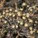 Helichrysum depressum - Photo (c) chrismorse, todos los derechos reservados