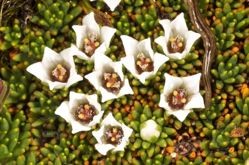 Donatia novae-zelandiae Hook.fil.