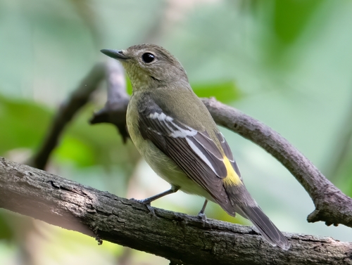 Yellow-rumped Flycatcher