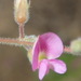 Tephrosia lupinifolia - Photo (c) Nicola van Berkel, όλα τα δικαιώματα διατηρούνται, uploaded by Nicola van Berkel