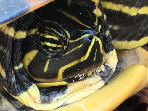 Peninsular Cooter